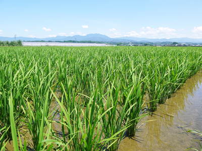 熊本の美味しいお米(菊池水源棚田米、砂田のれんげ米、七城米)大好評発売中!こだわり紹介 その2_a0254656_1639527.jpg