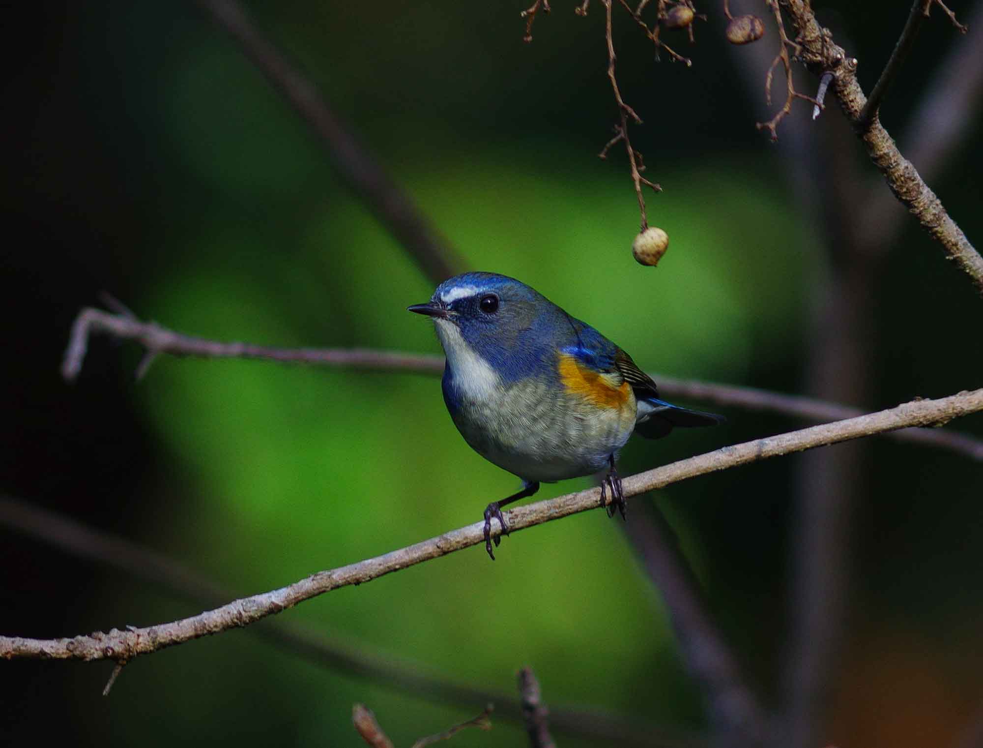 2016年　12月　　野鳥_c0176183_13464015.jpg