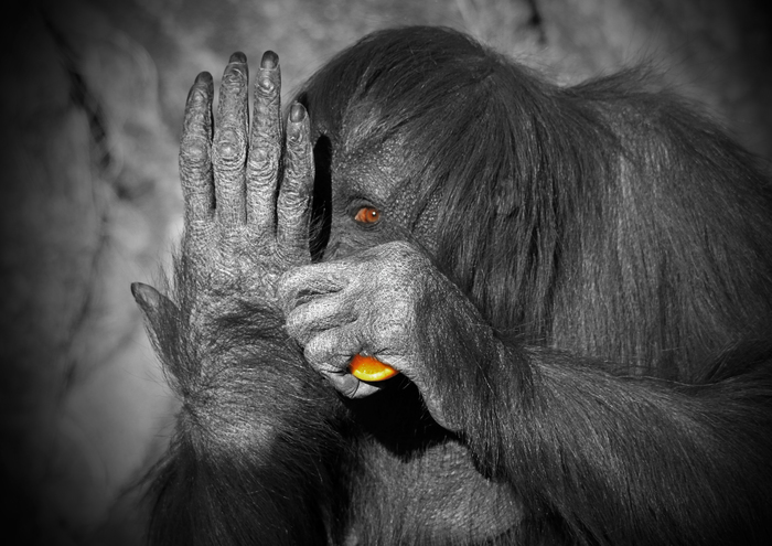 オランウータン：Orang-utan _b0249597_583737.jpg