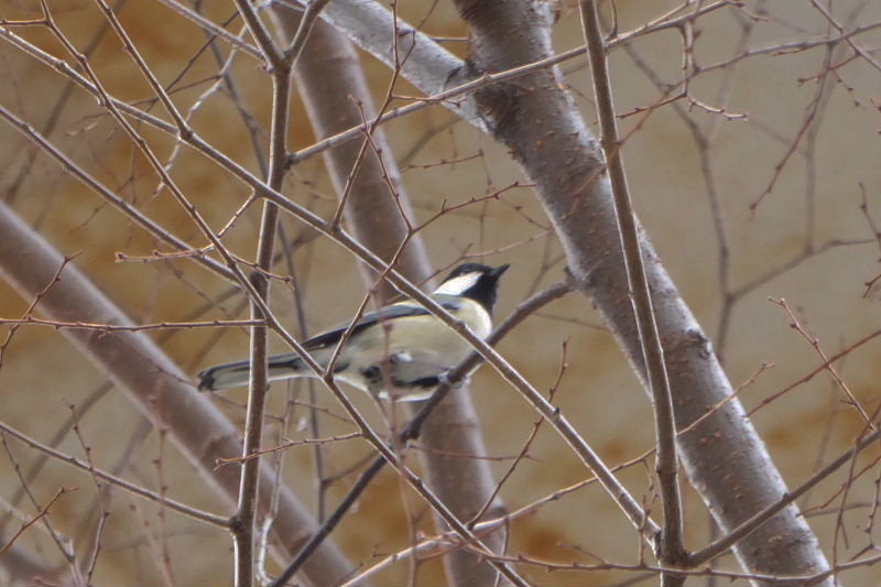 住吉の鳥と花＝シジュウカラ・アルストロメリア・金蓮花・桜草・ゼラニウム_d0261298_23162014.jpg