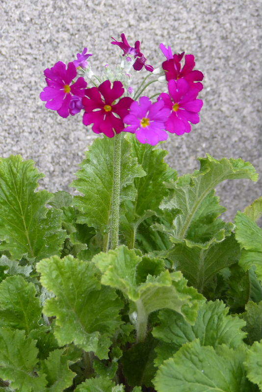 住吉の鳥と花＝シジュウカラ・アルストロメリア・金蓮花・桜草・ゼラニウム_d0261298_23251605.jpg