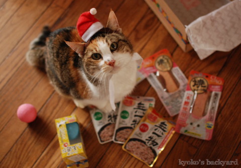 猫たちのクリスマス2016 (動物・ペット部門)_b0253205_03300580.jpg