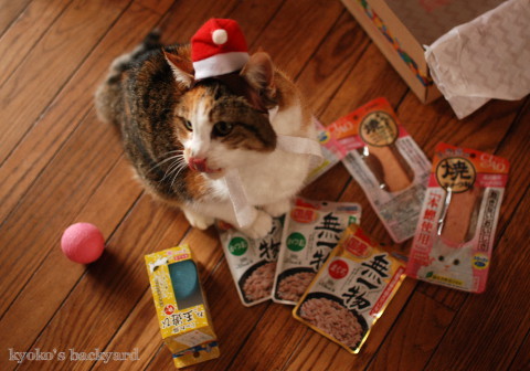 猫たちのクリスマス2016 (動物・ペット部門)_b0253205_03305085.jpg