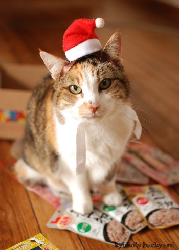 猫たちのクリスマス2016 (動物・ペット部門)_b0253205_03313606.jpg