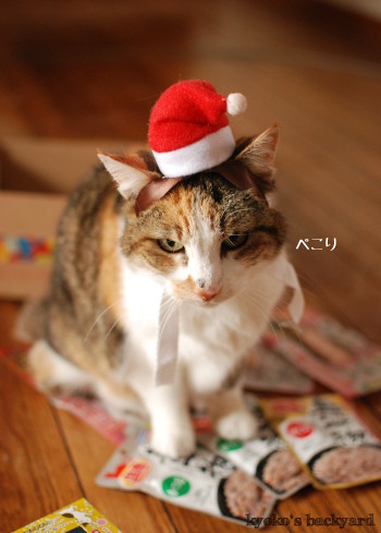 猫たちのクリスマス2016 (動物・ペット部門)_b0253205_03332927.jpg