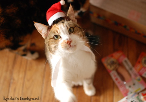 猫たちのクリスマス2016 (動物・ペット部門)_b0253205_03362468.jpg