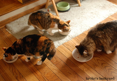 猫たちのクリスマス2016 (動物・ペット部門)_b0253205_03395705.jpg