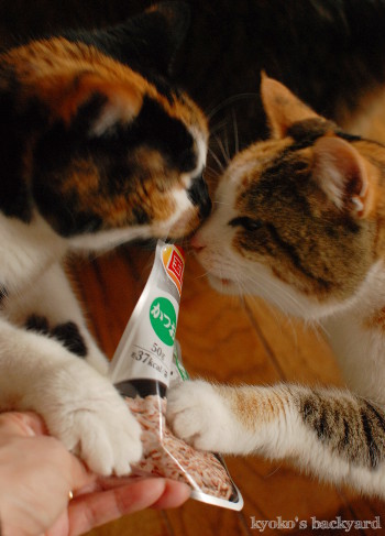 猫たちのクリスマス2016 (動物・ペット部門)_b0253205_03402799.jpg