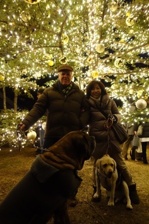 ハルニレ、クリスマスイルミネーションからの沢村(動物ペット部門)_e0192217_21282087.jpg