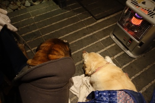 ハルニレ、クリスマスイルミネーションからの沢村(動物ペット部門)_e0192217_21282978.jpg