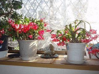 c0147935_2154250.jpg