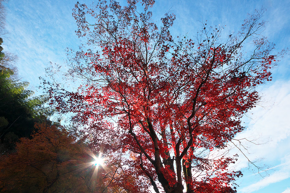 紅葉模様’１６総集編　①_c0067040_22442960.jpg