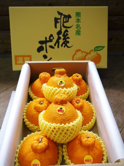 熊本限定栽培品種!樹上完熟デコポン(肥後ポン)『ひのゆたか』を本日初収穫&初出荷!!(前編)_a0254656_1741487.jpg