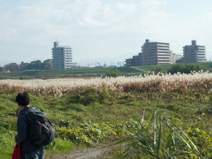 桂川河川敷にてカヤで基地づくり!_e0008880_23155221.jpg