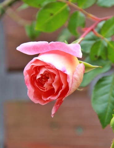 e0154682_22474461.jpg