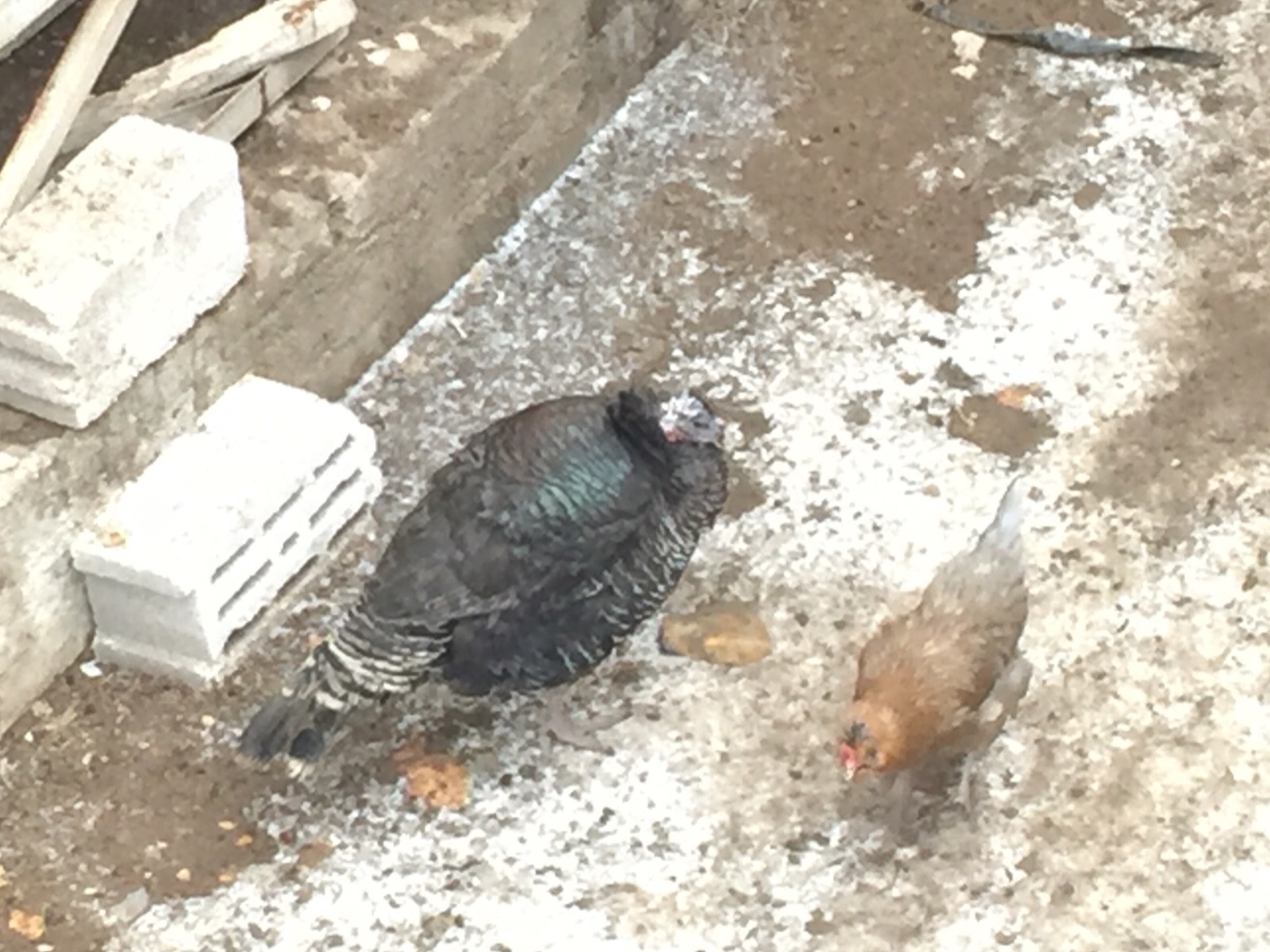売れた 七面鳥 トルコ子育て生活 売れた 七面鳥 トルコ子育て生活