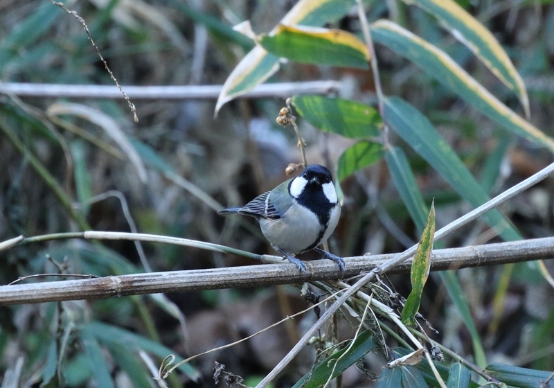 Ｋ公園で探鳥_e0259287_11263394.jpg