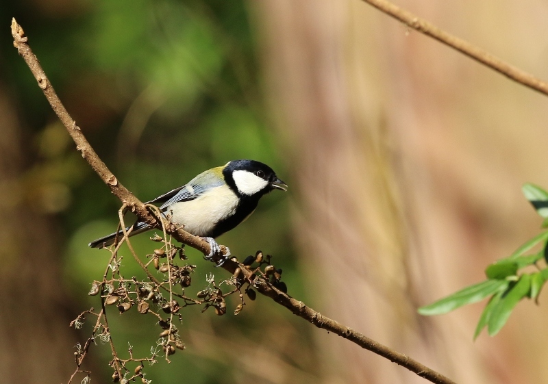 Ｋ公園で探鳥_e0259287_11264317.jpg