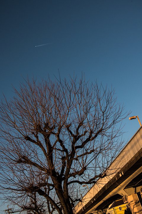 黄昏のペデストリアンデッキにまとわりつく光蜥蜴 (写真部門)_d0353489_221369.jpg