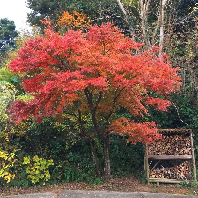 【麗】散りてなお美しきかなモミジの葉。_e0354593_19384960.jpg