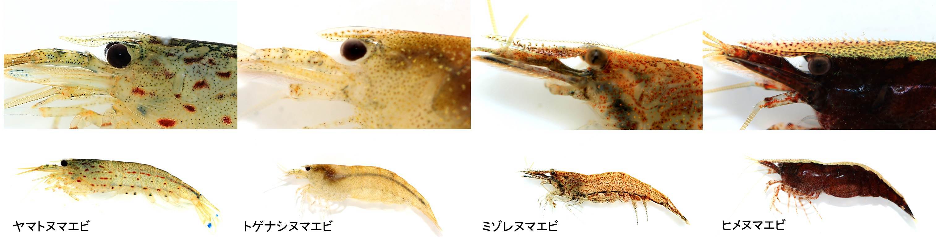 三浦半島のヌマエビ科 海を歩くゲンゴロウ 三浦半島のヌマエビ科 海を歩くゲンゴロウ