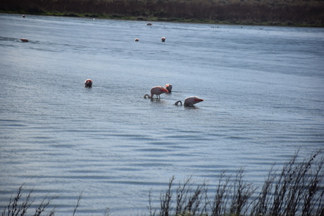 2016年11月16日　カラファテの鳥の楽園を訪問_c0242406_13265436.jpg