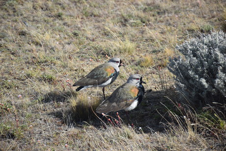 2016年11月16日　カラファテの鳥の楽園を訪問_c0242406_1328475.jpg