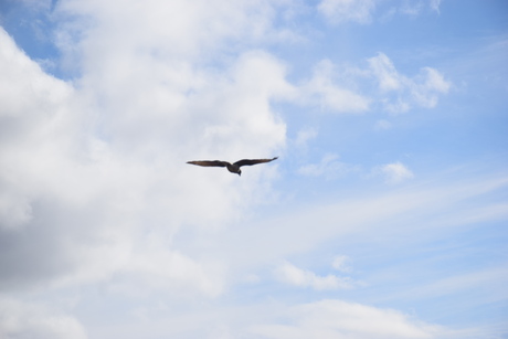 2016年11月16日　カラファテの鳥の楽園を訪問_c0242406_133054.jpg