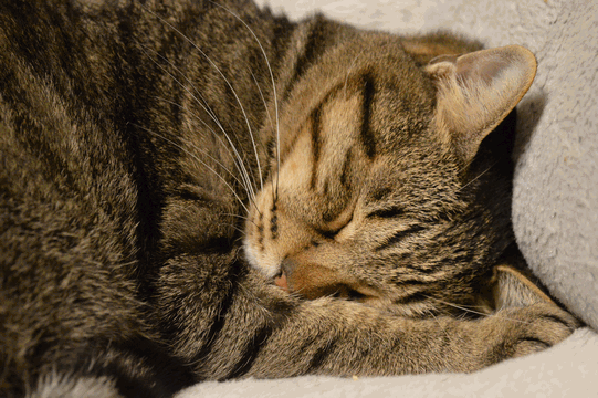 c0136736_12271731.gif