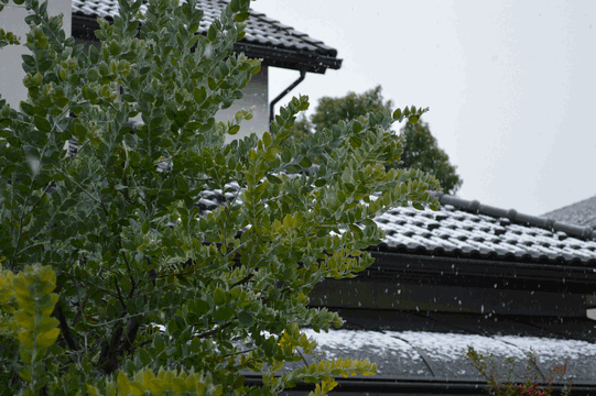 c0136736_12272486.gif