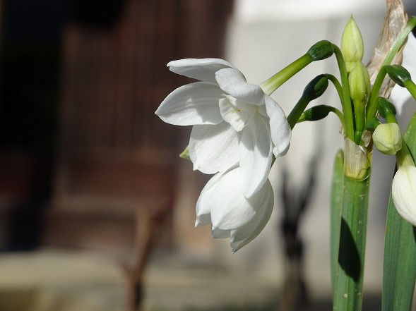 當麻寺・奥院の冬牡丹（写真部門）_b0299042_98107.jpg