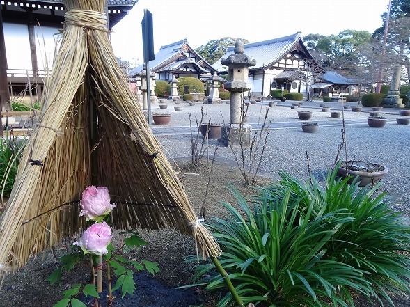 當麻寺・奥院の冬牡丹（写真部門）_b0299042_991282.jpg