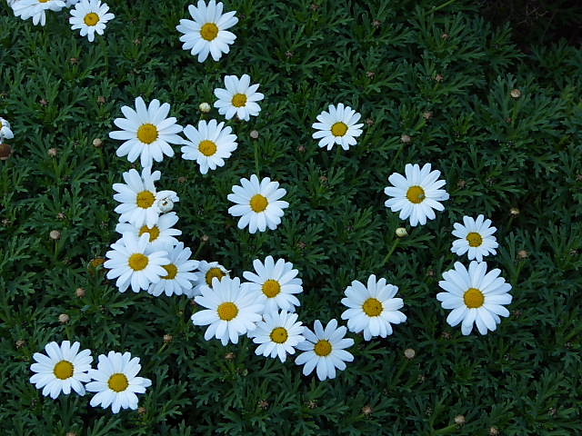 雪柳・紅葉と花、マーガレット、椿の蕾_c0051143_2365363.jpg