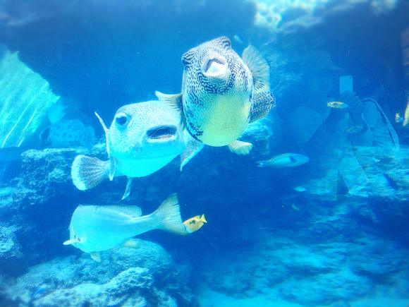 沖縄Trip‼️美ら海水族館_e0292546_07303213.jpg