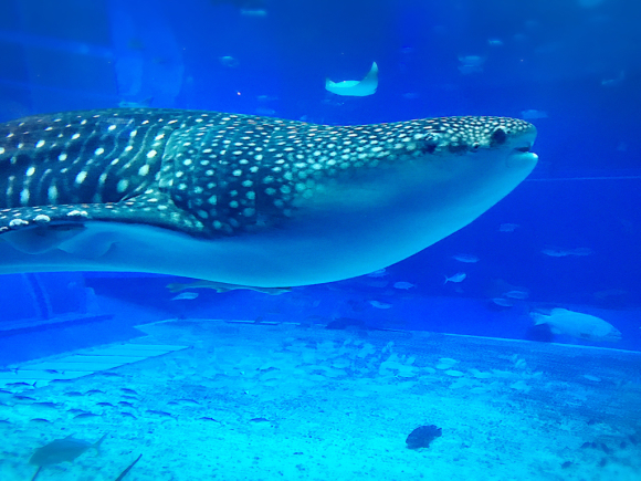 沖縄Trip‼️美ら海水族館_e0292546_07350067.jpg