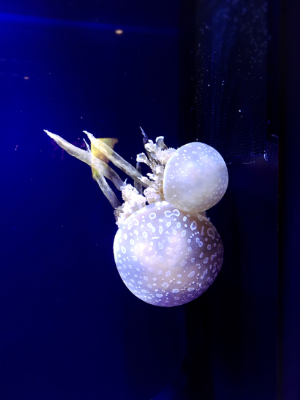 沖縄Trip‼️美ら海水族館_e0292546_07350143.jpg