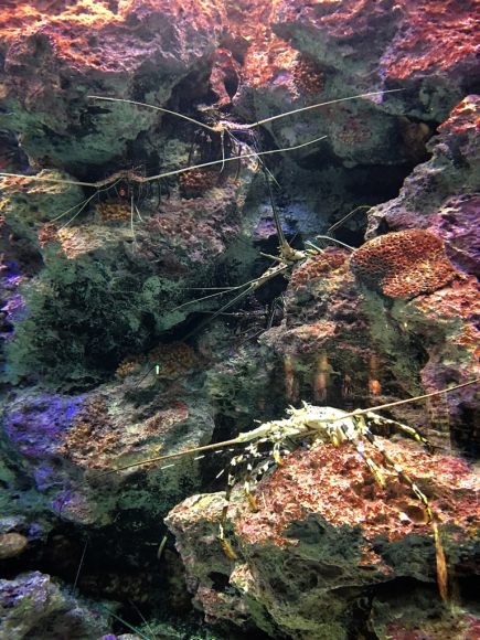 沖縄Trip‼️美ら海水族館_e0292546_07350256.jpg