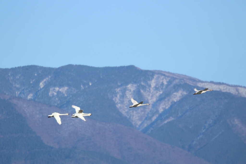 １２月２５日  湖北の田んぼ_c0352852_22270906.jpg