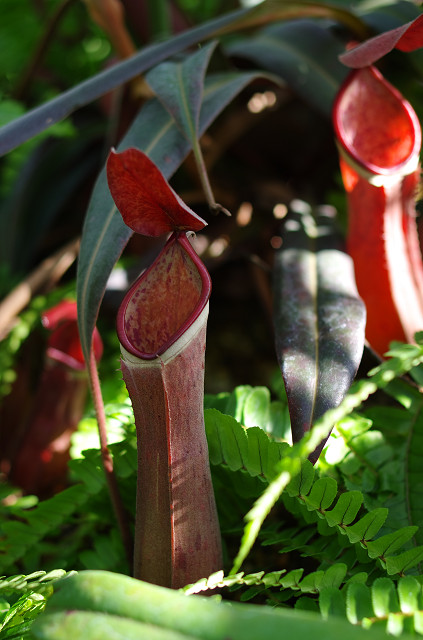 神代植物公園　　キラキラネーム・サボテン篇_c0080357_232549.jpg