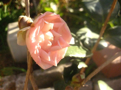 c0289473_1554839.jpg
