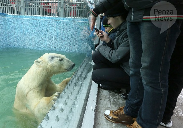 ロシア・ペンザ動物園の新ホッキョクグマ飼育展示場が遂にオープン ～ 次なる課題はベルィのパートナー探し_a0151913_216023.jpg