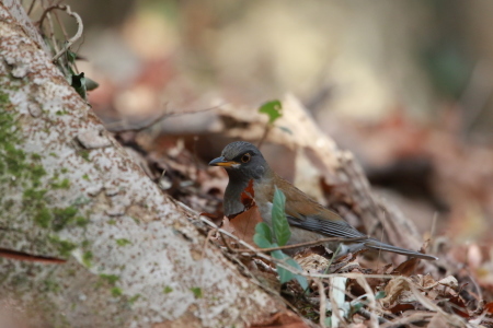 2016鳥撮り納め　Ⅱ　シロハラ　ＧＧＹ_d0346713_18373308.jpg