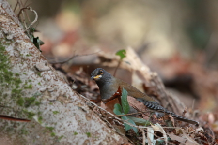 2016鳥撮り納め　Ⅱ　シロハラ　ＧＧＹ_d0346713_18375010.jpg