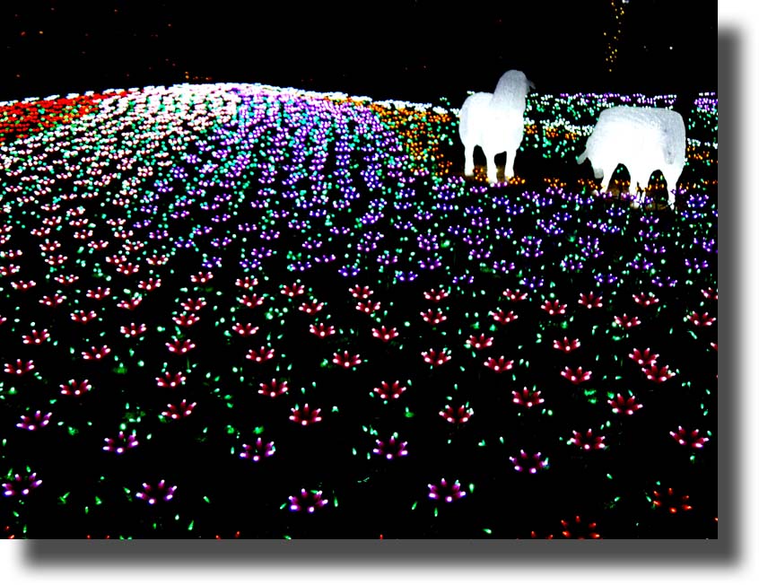 東武動物公園のイルミネーション12月24日_c0121824_18582896.jpg