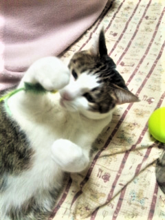 e0080346_17533735.png