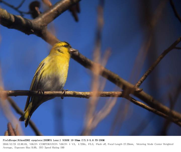 秋ヶ瀬公園・ピクニックの森 2016.12.25(2)_c0062451_521391.jpg