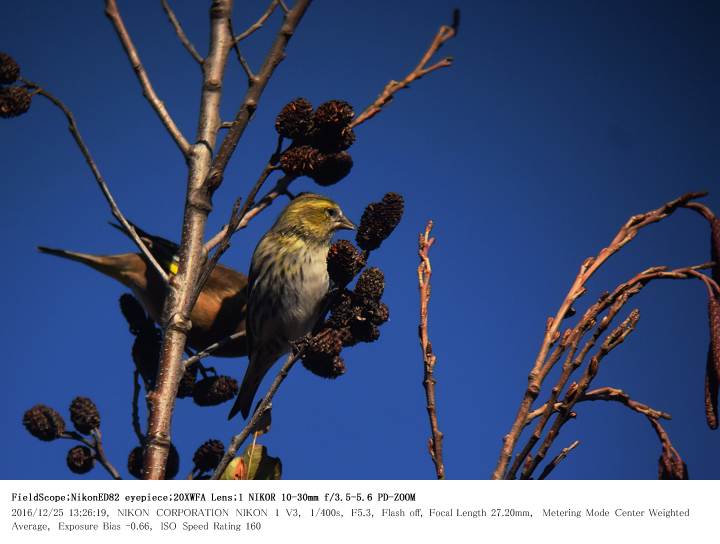 秋ヶ瀬公園・ピクニックの森 2016.12.25(2)_c0062451_5261581.jpg