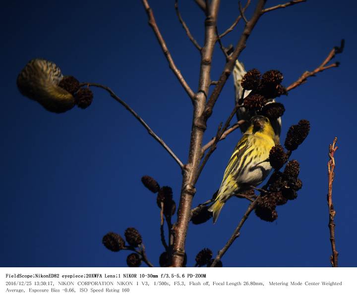 秋ヶ瀬公園・ピクニックの森 2016.12.25(2)_c0062451_5281526.jpg