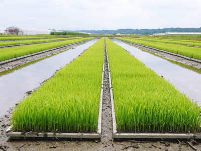 熊本の美味しいお米(菊池水源棚田米、砂田のれんげ米、七城米)大好評発売中!こだわり紹介 その3_a0254656_14195027.jpg