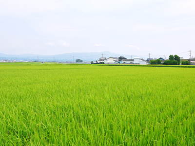 熊本の美味しいお米(菊池水源棚田米、砂田のれんげ米、七城米)大好評発売中!こだわり紹介 その3_a0254656_14431474.jpg